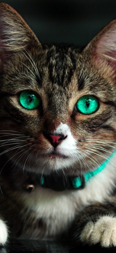 Fond d'écran iPhone Cat Green Eyes 4k