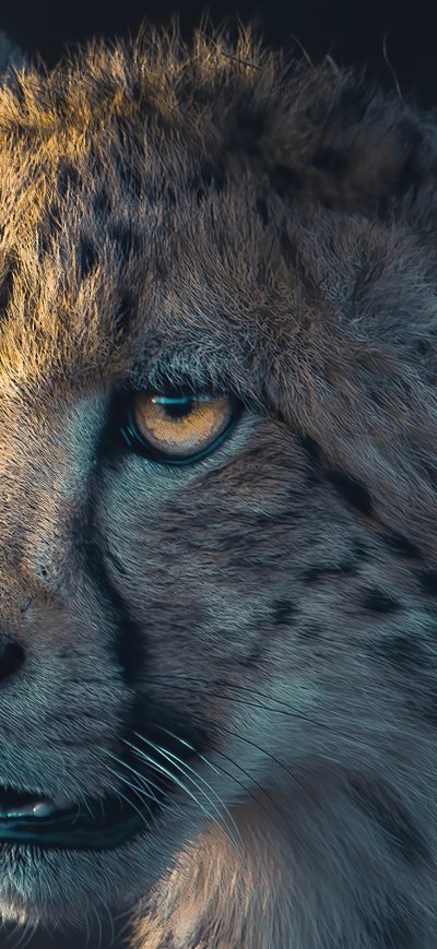 Fond d'écran iPhone Cheetah Portrait