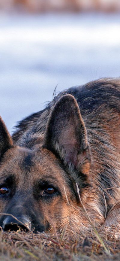Fond d'écran iPhone German Shepherd Dog