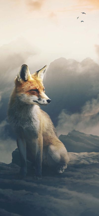 Fond d'écran iPhone Fox The Observer
