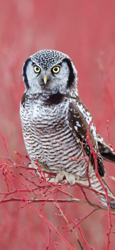 Fond d'écran iPhone White Hawk Owl 4k