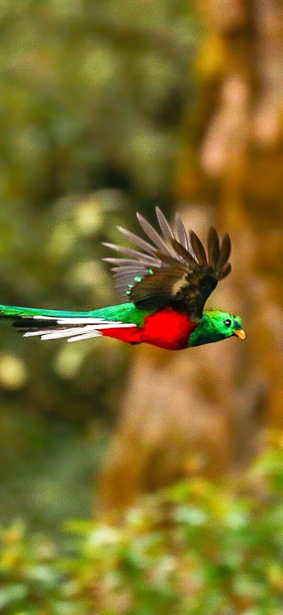 Fond d'écran iPhone Resplendent Quetzal 4k