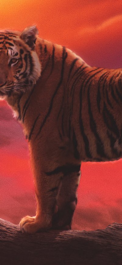 Fond d'écran iPhone Tiger The Amber Dream