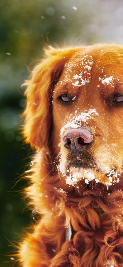 Fond d'écran iPhone Dog In Winter With Snow Over Face