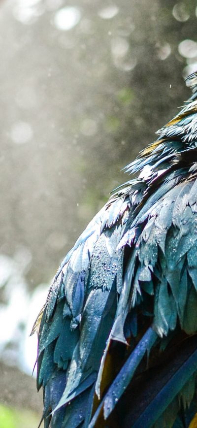 Fond d'écran iPhone Blue Macaw 4k