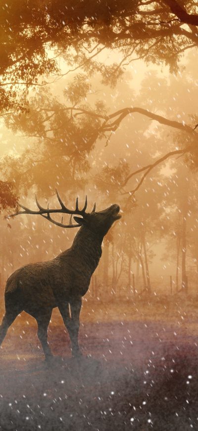 Fond d'écran iPhone Deer Wild Nature Forest 4k