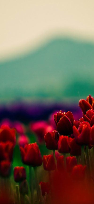 Fond d'écran iPhone Flowers With Red Buds