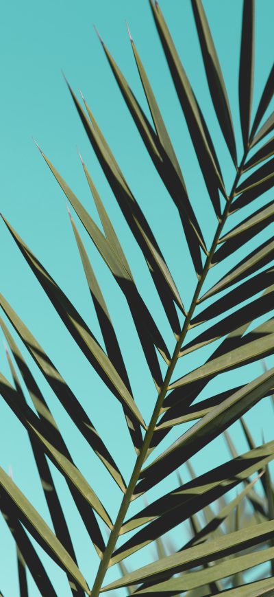 Fond d'écran iPhone Palm Leaves Sunlight Day Green Leaves