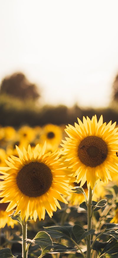 Fond d'écran iPhone Sunflowers