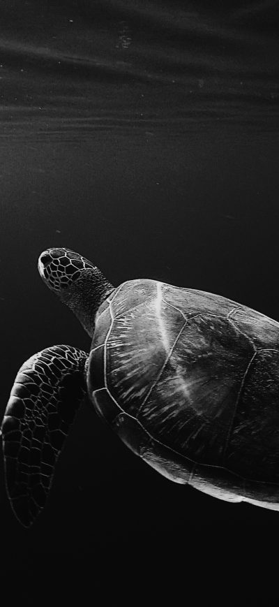Fond d'écran iPhone Turtle Oled 4k