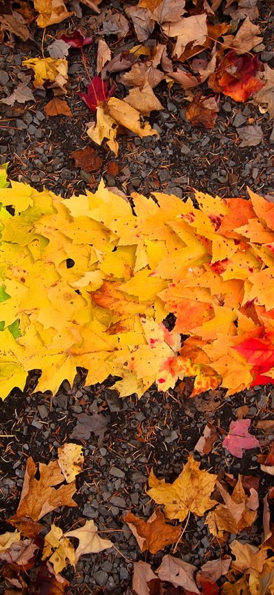 Fond d'écran iPhone Autumn Leaves arrow