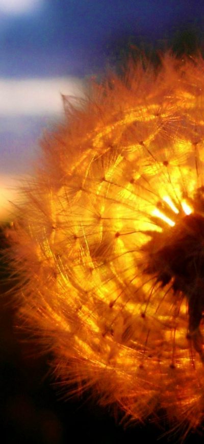 Fond d'écran iPhone Dandelion Amazing Sunset