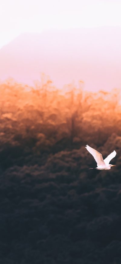 Fond d'écran iPhone Forest Sould Bird Flying 5k