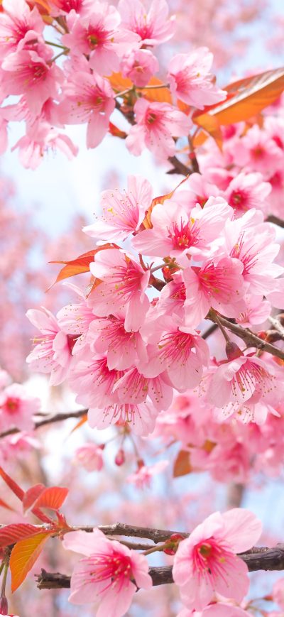 Fond d'écran iPhone Cherry Blossom Tree Branches 4k
