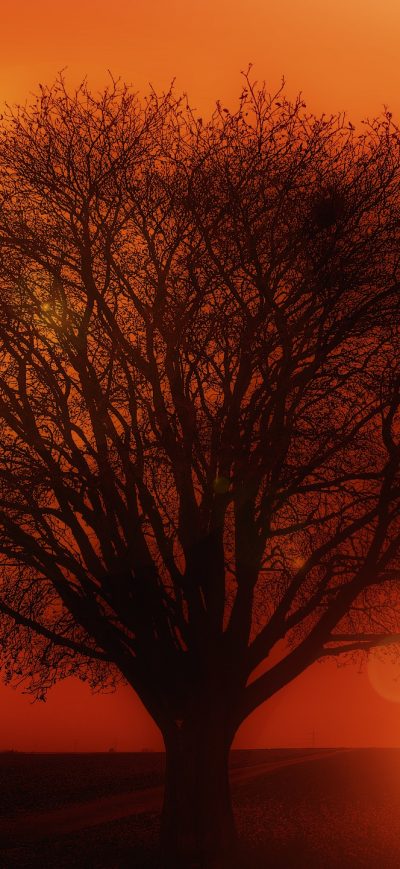 Fond d'écran iPhone Earth Orange Road Silhouette Sun Sunset Tree