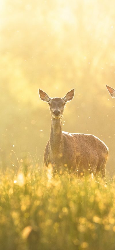 Fond d'écran iPhone Deer Grass 4k