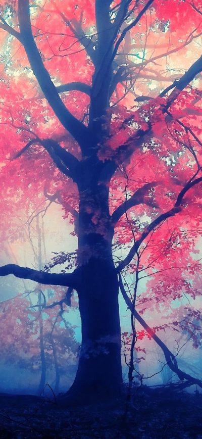 Fond d'écran iPhone Red Leaves Tree