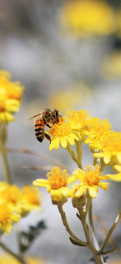 Fond d'écran Pollination Bee sur iPhone