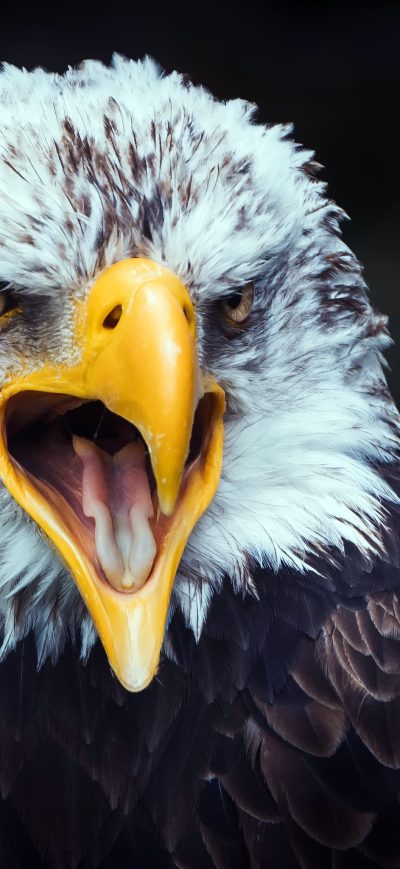 Fond d'écran iPhone Eagle Beak Tongue Open 4k