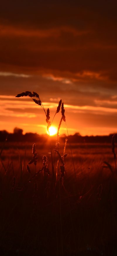 Fond d'écran iPhone Orange Wheat Field Sunset 5k