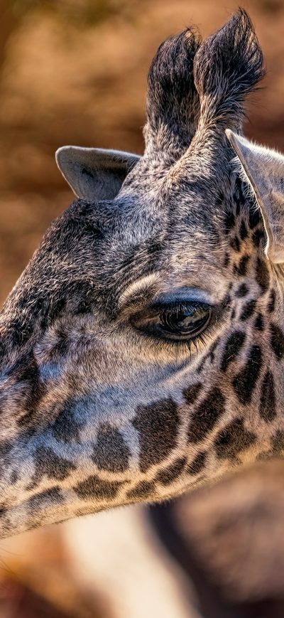 Fond d'écran iPhone Giraffes Head Closeup 4k