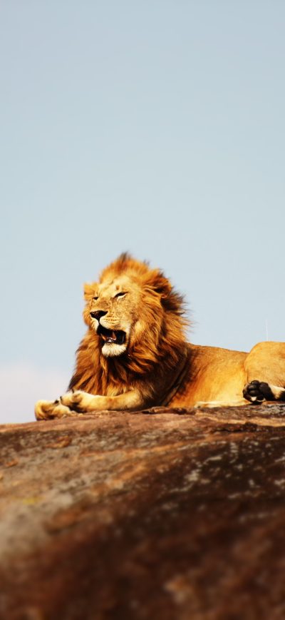Fond d'écran iPhone Lion Open Mouth