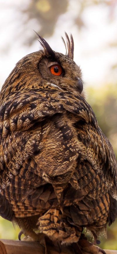 Fond d'écran iPhone Owl Red Eye 4k