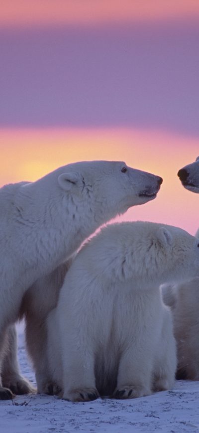 Fond d'écran iPhone Polar Bear Family