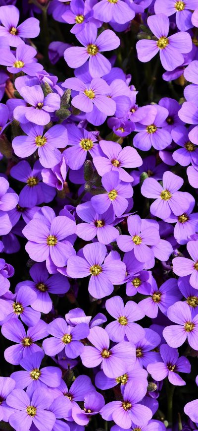 Fond d'écran iPhone Purple Flowers Background 5k