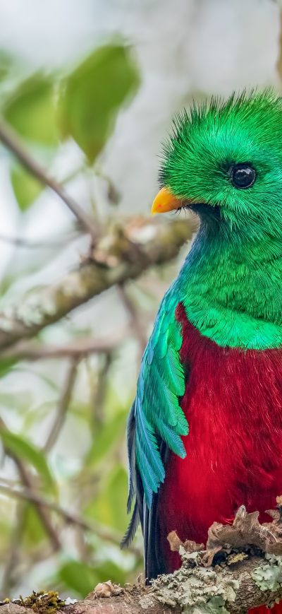 Fond d'écran iPhone Resplendent Quetzal