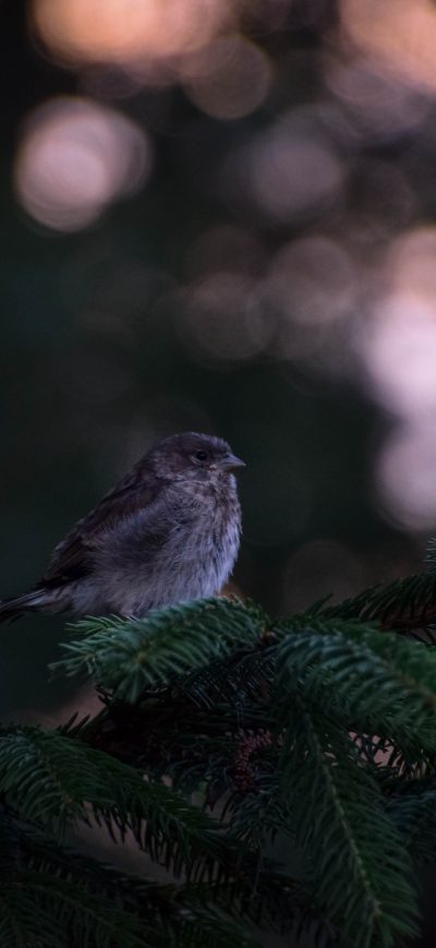 Fond d'écran iPhone Little Bird In Forest