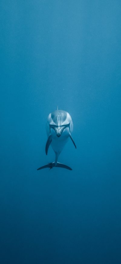 Fond d'écran iPhone Dolphin 5k