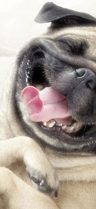 Fond d'écran iPhone Adorable Pug