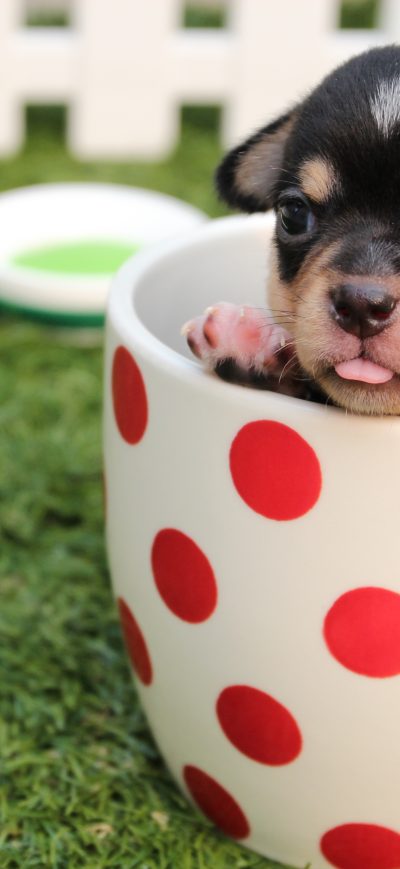 Fond d'écran iPhone Cute Dog Puppy In Cup