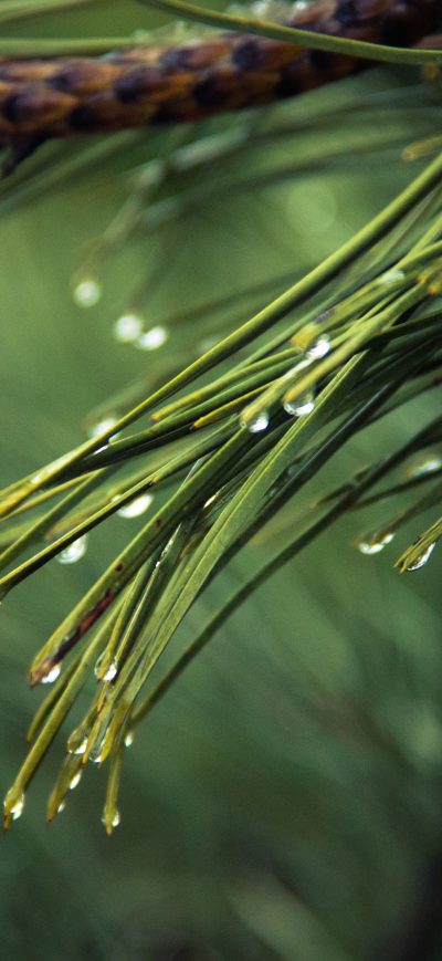 Fond d'écran iPhone Water Drops On Green Pine 4k