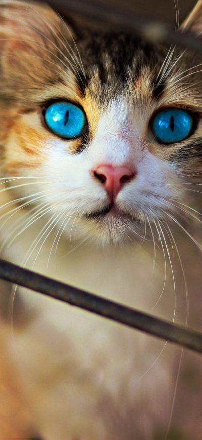 Fond d'écran iPhone Cat Blue Eyes