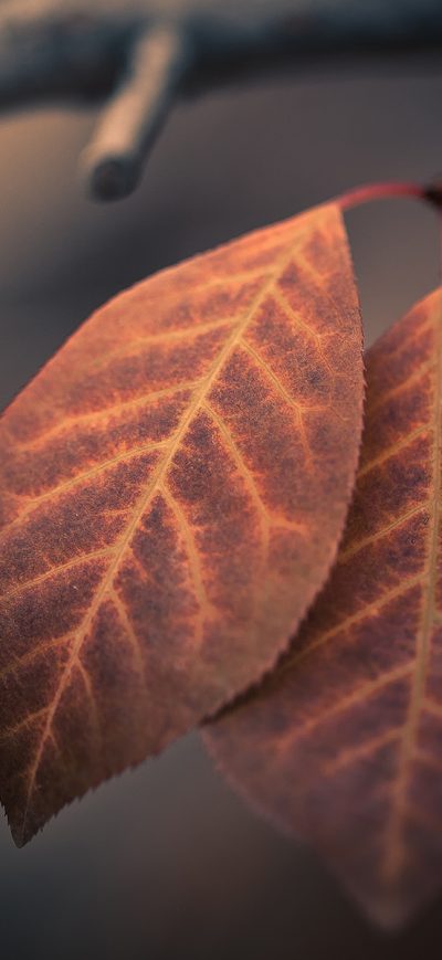 Fond d'écran iPhone Autumn Macro Leaves