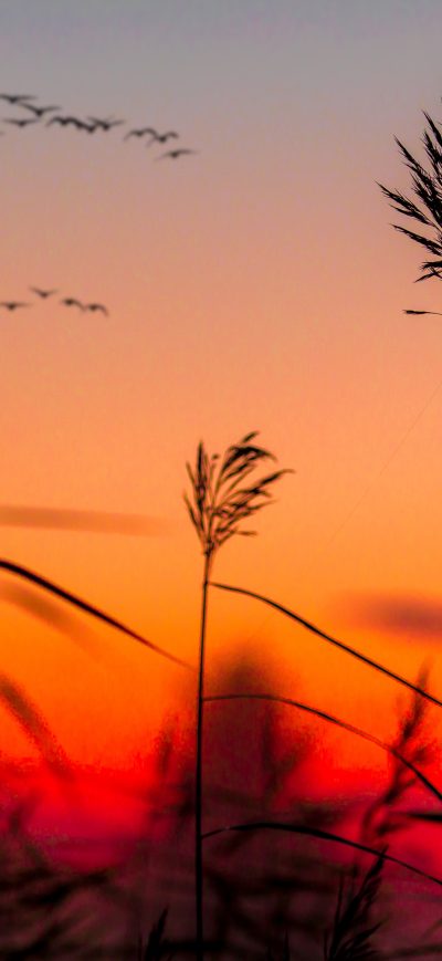 Fond d'écran iPhone Field Weeds Sunrise