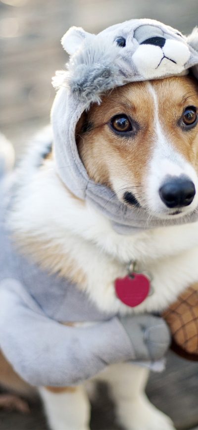 Fond d'écran iPhone Dog Funny Outfit