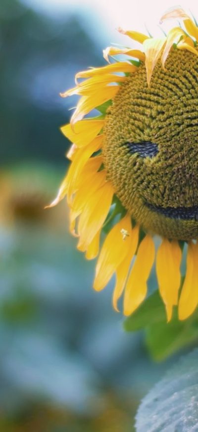 Fond d'écran iPhone Sunflower Smiley
