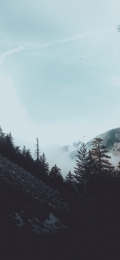 Fond d'écran iPhone Forest Foogy Mist Pine Trees Woods