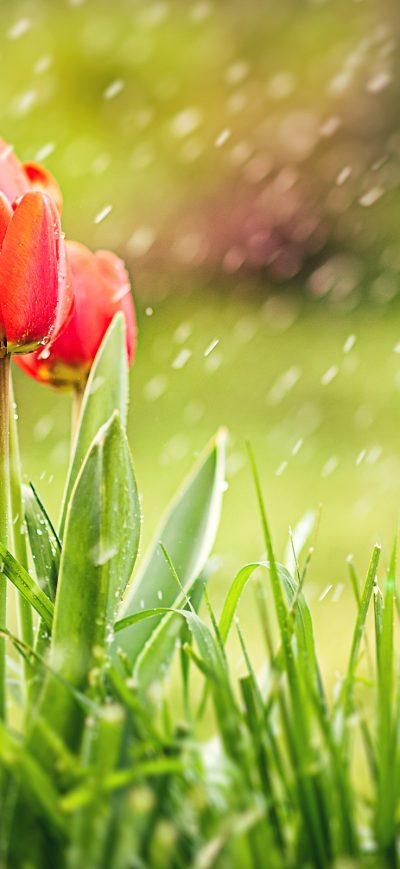 Fond d'écran iPhone Tulip Rain HD