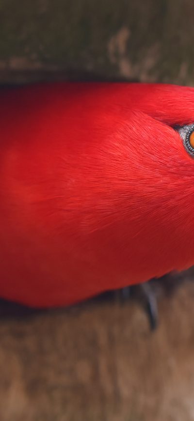 Fond d'écran iPhone Red Parrot Portrait