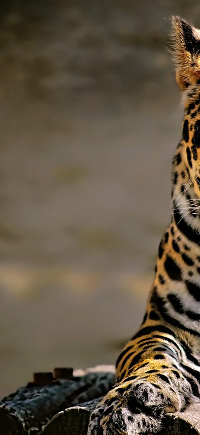 Fond d'écran iPhone Leopard 4k Glowing Eyes