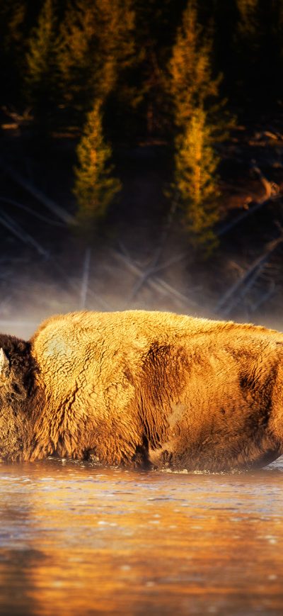 Fond d'écran iPhone American Bison