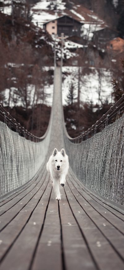 Fond d'écran iPhone Dog Running Bridge 5k