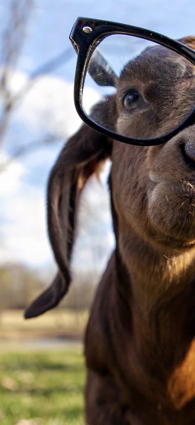 Fond d'écran Goat got Swag sur iPhone