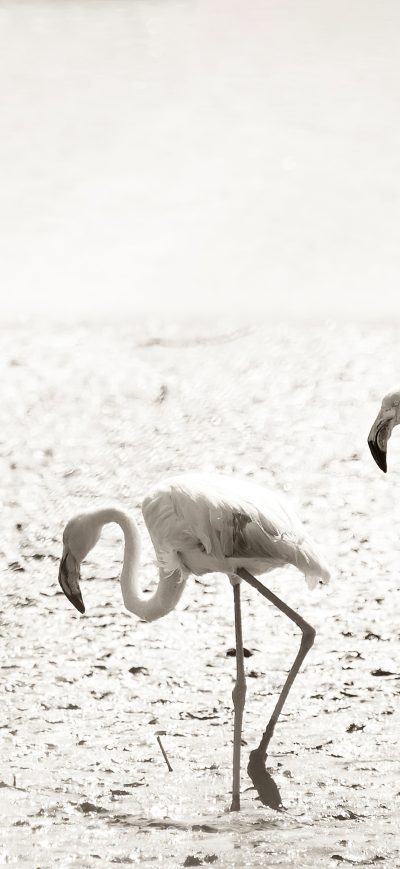Fond d'écran iPhone Flamingos At Camargue France 4k