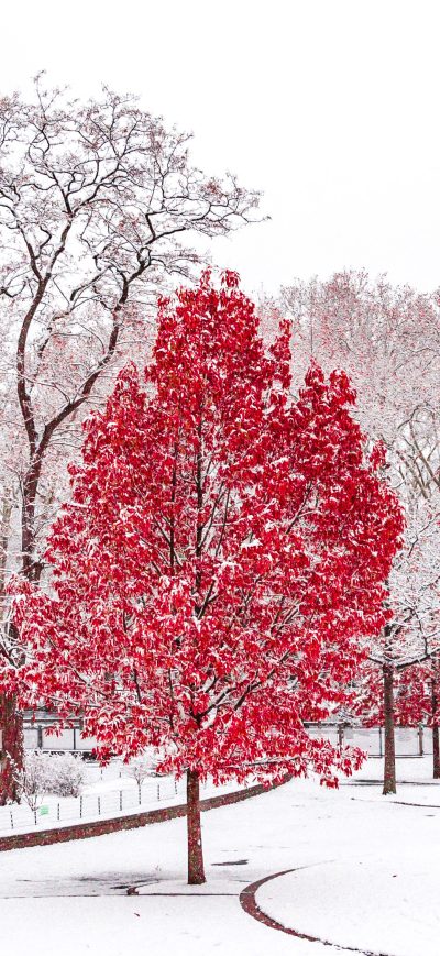Fond d'écran iPhone Red Winter Central Park 5k