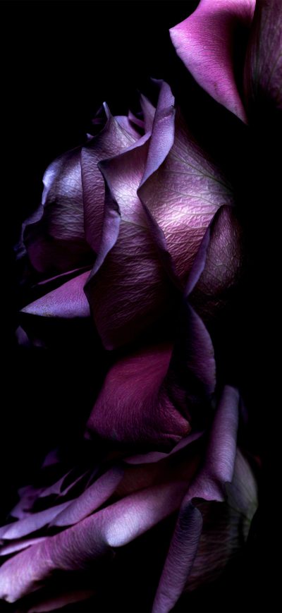 Fond d'écran iPhone Ios11 Purple Rose 4k